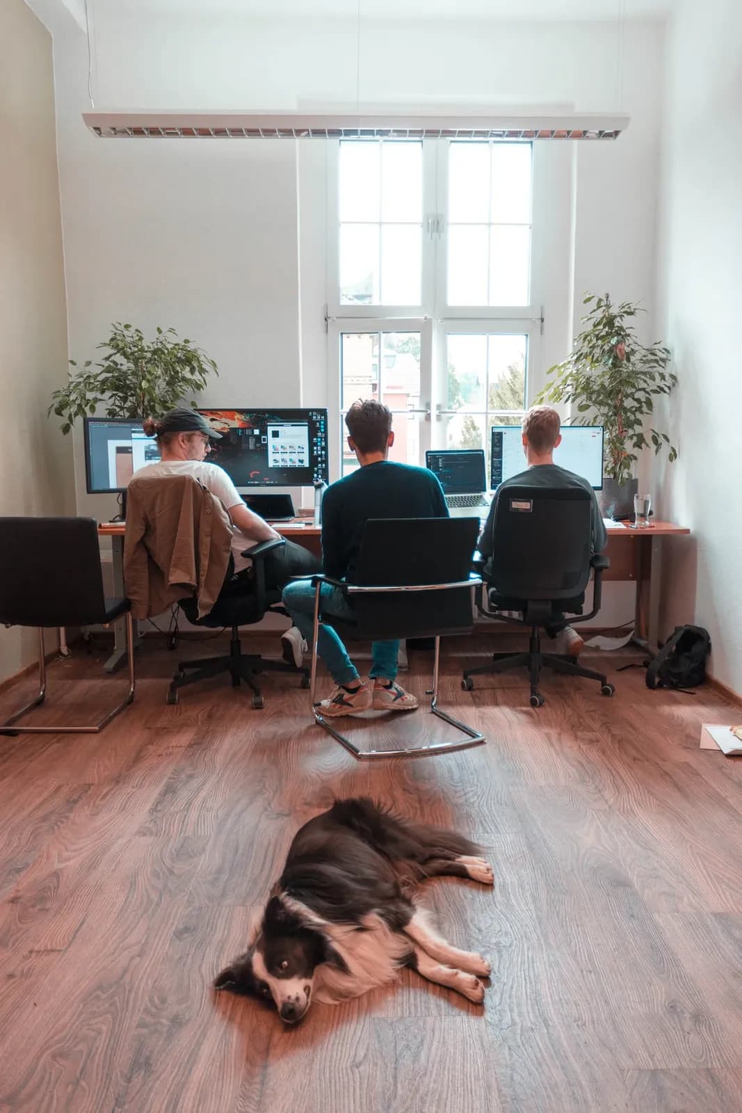Bürohund liegt zwischen den Schreibtischen im sorum-Büro